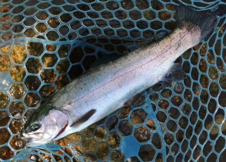 フィッシングパーク髙島の泉で数釣り
